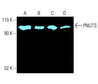 PNUTS Antibody (F-8) - Western Blotting - Image 401773 