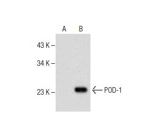 POD-1 Antibody (A-6) - Western Blotting - Image 282627 