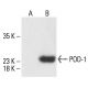 POD-1 Antibody (A-6) - Western Blotting - Image 412220
