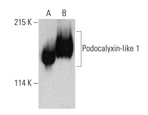 Caspase-3 Antibody (269518) [Unconjugated] - Cleaved (Asp175