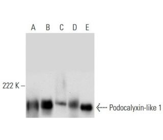 Podocalyxin-like 1 Antibody (B-11) - Western Blotting - Image 297863 