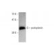 podoplanin Antibody (18H5) - Western Blotting - Image 145534