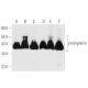 podoplanin Antibody (8.1.1) - Western Blotting - Image 13985 