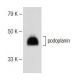 podoplanin Antibody (8.1.1) - Western Blotting - Image 148042