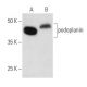 podoplanin Antibody (8.1.1) - Western Blotting - Image 354331 