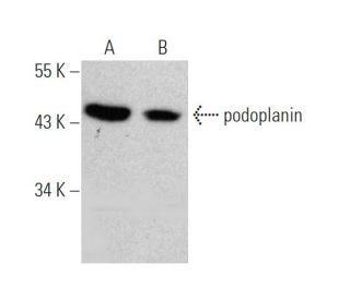 podoplanin Antibody (B-11) - Western Blotting - Image 368601 