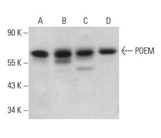 POEM Antibody (G-1) - Western Blotting - Image 376083 