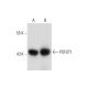 POFUT1 Antibody (F-7) - Western Blotting - Image 128467 