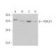 POFUT1 Antibody (F-7) - Western Blotting - Image 373547