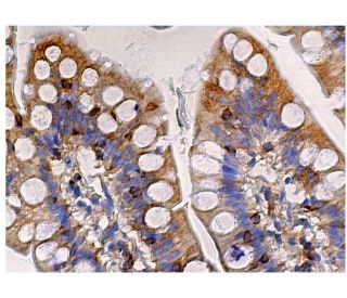 POFUT2 Antibody (G-1) - Immunohistochemistry - Image 160045 