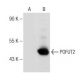 POFUT2 Antibody (G-1) - Western Blotting - Image 148838 