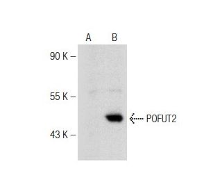 POFUT2 Antibody (H-5) - Western Blotting - Image 148836