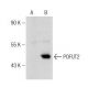 POFUT2 Antibody (H-5) - Western Blotting - Image 148836