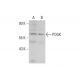 POGK Antibody (5Q13) - Western Blotting - Image 308552 