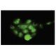 POH1 Antibody (SQ-17) - Immunofluorescence - Image 35578