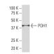 POH1 Antibody (SQ-17) - Western Blotting - Image 33837 