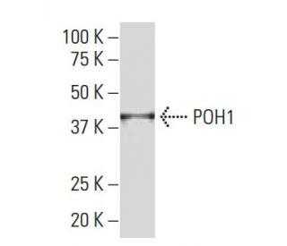 POH1 Antibody (SQ-17) - Western Blotting - Image 33837SAM Transcription Activation: SAM system utilizing dCas9-VP64, MS2-P65-HSF1, and sgRNA for precise gene transcription activation.