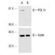 POL H Antibody (B-7) - Western Blotting - Image 10258
