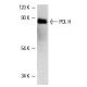 western blotting image from recommended POL H (B-7) monoclonal antibody replacement. Image 1311
