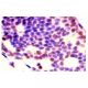 Pol I/II/III RPB6 Antibody (B6-1) - Immunohistochemistry - Image 1263 