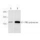 Pol I/II/III RPB6 Antibody (B6-1) - Western Blotting - Image 1266 