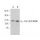 Pol I/II/III RPB6 Antibody (B6-1) - Western Blotting - Image 380817
