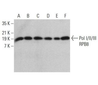 Pol I/II/III RPB8 Antibody (B-2) - Western Blotting - Image 380258