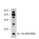 Pol I/II/III RPB8 Antibody (B8-1) - Western Blotting - Image 108978