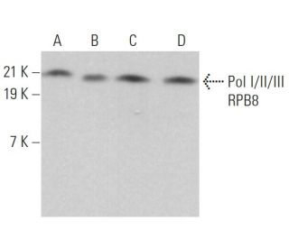 Pol I/II/III RPB8 Antibody (B8-1) - Western Blotting - Image 379343 