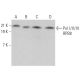 Pol I/II/III RPB8 Antibody (B8-1) - Western Blotting - Image 379343 