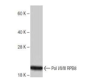 Pol I/II/III RPB8 Antibody (SP-75) - Western Blotting - Image 65037 