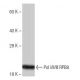 Pol I/II/III RPB8 Antibody (SP-75) - Western Blotting - Image 65037 