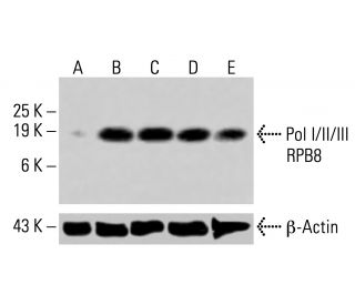 Pol I/II/III RPB8 Antibody (B-2) - Western Blotting - Image 415474