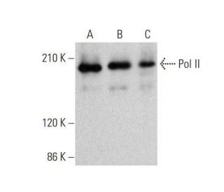 Pol II Antibody (F-12) - Western Blotting - Image 353139 