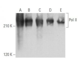 western blotting image from recommended Pol II (CTD4H8) monoclonal antibody replacement. Image 356692