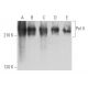 western blotting image from recommended Pol II (CTD4H8) monoclonal antibody replacement. Image 356692