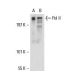 Pol II Antibody (mara-3) - Western Blotting - Image 17665