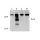 Pol II Antibody (mara-3) - Western Blotting - Image 377370 