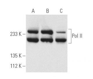 Pol II Antibody (A-10) - Western Blotting - Image 1267 