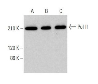 Pol II Antibody (A-10) - Western Blotting - Image 380573