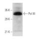 Pol III RPC32 Antibody (C32-1) - Western Blotting - Image 1268