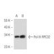 Pol III RPC32 Antibody (C32-1) - Western Blotting - Image 50473 