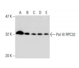 Pol III RPC32 Antibody (H-9) - Western Blotting - Image 138600 