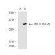 Pol III RPC39 Antibody (RPC39) - Western Blotting - Image 45961