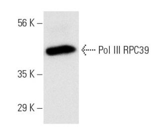 Pol III RPC39 Antibody (RPC39) - Western Blotting - Image 130530 