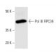 Pol III RPC39 Antibody (RPC39) - Western Blotting - Image 130530 