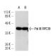 Pol III RPC39 Antibody (C39-2) - Western Blotting - Image 1265 