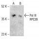 Pol III RPC39 Antibody (C39-2) - Western Blotting - Image 412478
