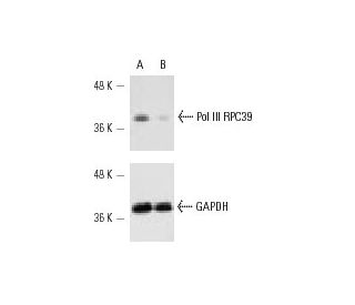 Pol III RPC39 siRNA (h): sc-36292. Western blot analysis of Pol III RPC39 expression in non-transfected control (A) and Po 