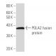 POLA2 Antibody (2759C3a) - Western Blotting - Image 16738
